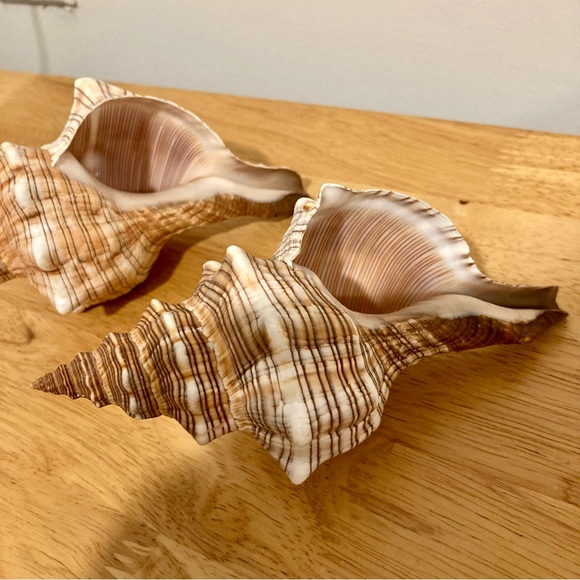 2 Shells Cream / Light Orange / Brown Neutral Decor Beach Shell - Picture 10 of 13